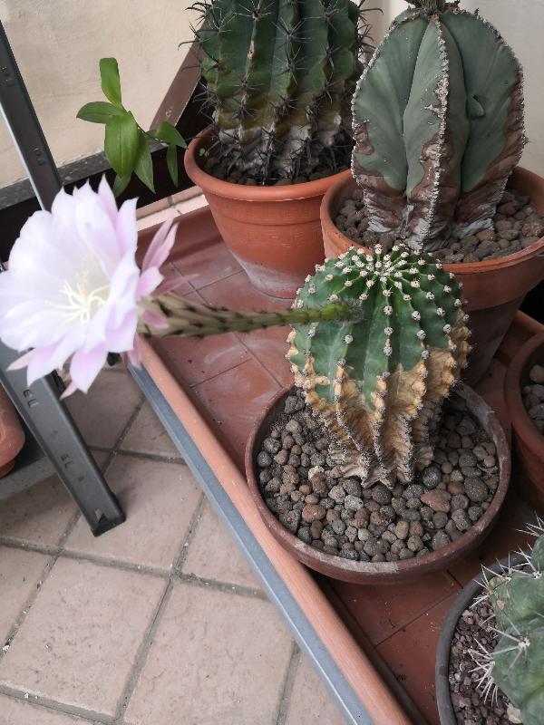 Echinopsis_eyriesii_2.jpg